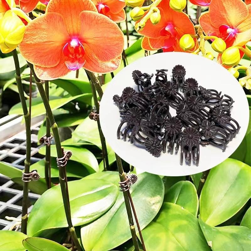 정원 꽃 난초 덩굴 식물 고정 클립 가지 토마토 포도  - Gardening Tools For Vines 리뷰 및 가격