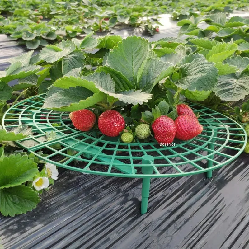1개입 딸기 식물 지지대 – 과일을 땅에서 멀리 유지하 - Gardening Tools For Vines 리뷰 및 가격