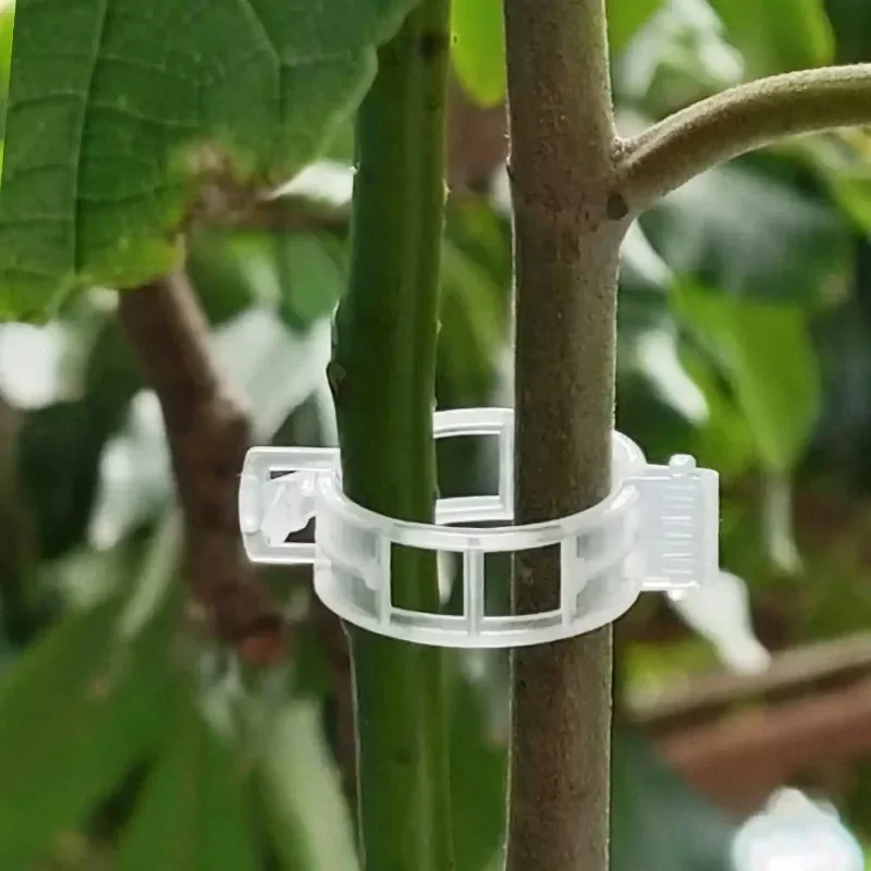 식물 지지 클립 재사용 가능한 플라스틱 덩굴 고정 클립 - Gardening Tools For Vines 리뷰 및 가격