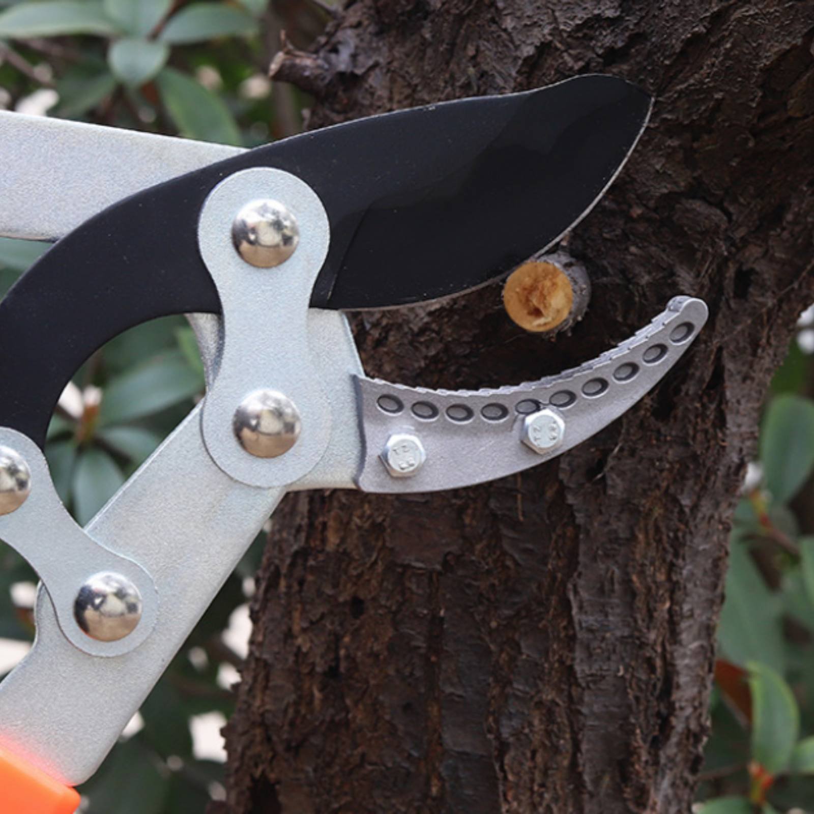 텔레스코픽 가지치기 가위 날카로운 칼날 튼튼한 트리 프 - Gardening Tools In 리뷰 및 가격