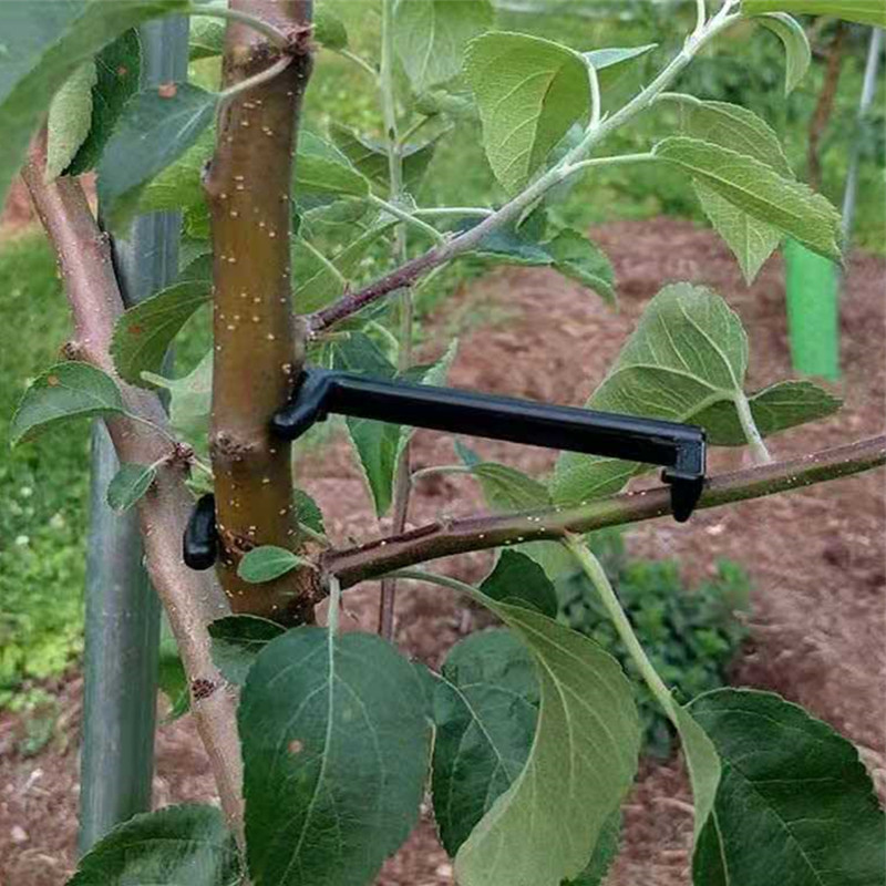 10-30Pcs 과일 나무 클립 식물 덩굴 지원 트위스 - Gardening Tools For Vines 리뷰 및 가격